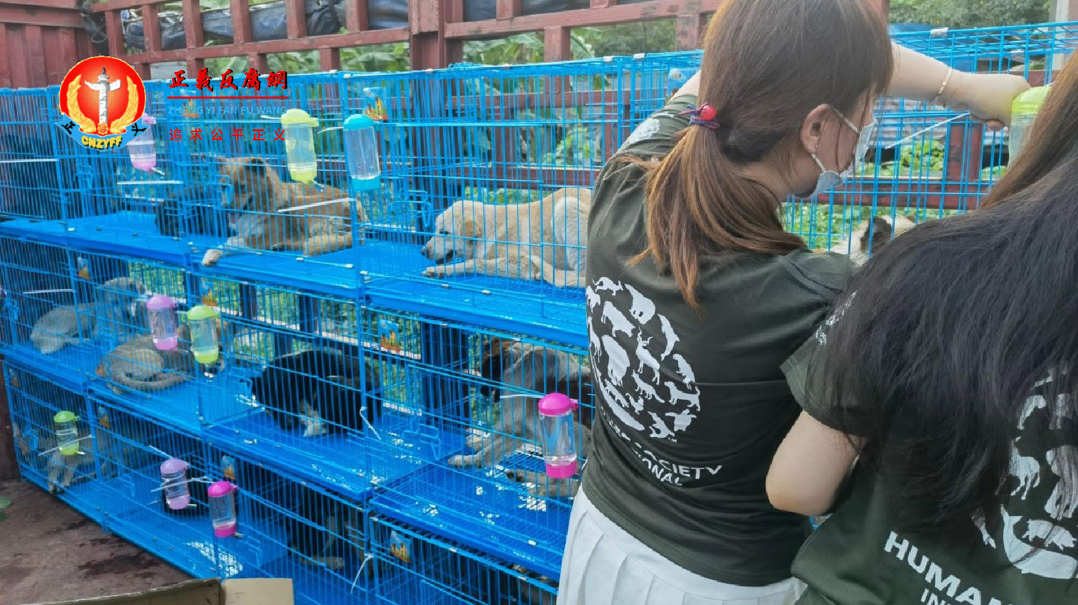 中国动保人士从运狗车救出气息奄奄的狗，送往收容所安置。.png