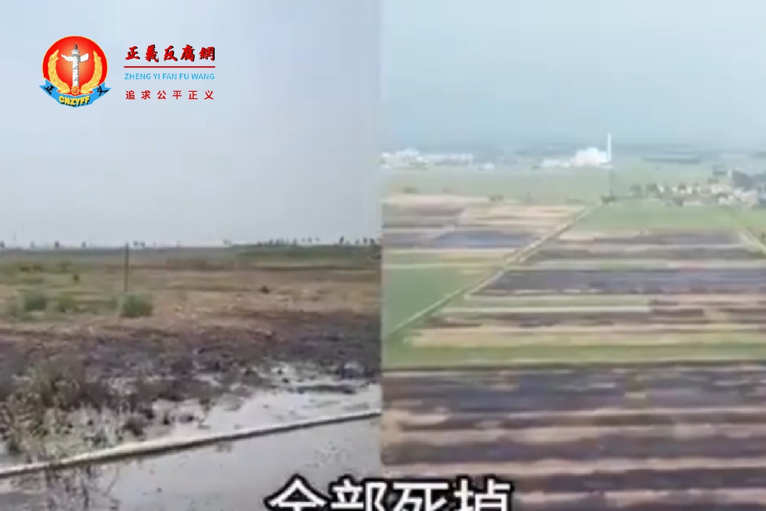 山东省菏泽市巨野县董官屯镇任店村大片农田遭受严重污染，导致麦子大幅减产甚至绝收。.jpg